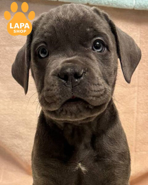 сірий кане корсо