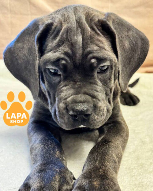 сірий кане корсо