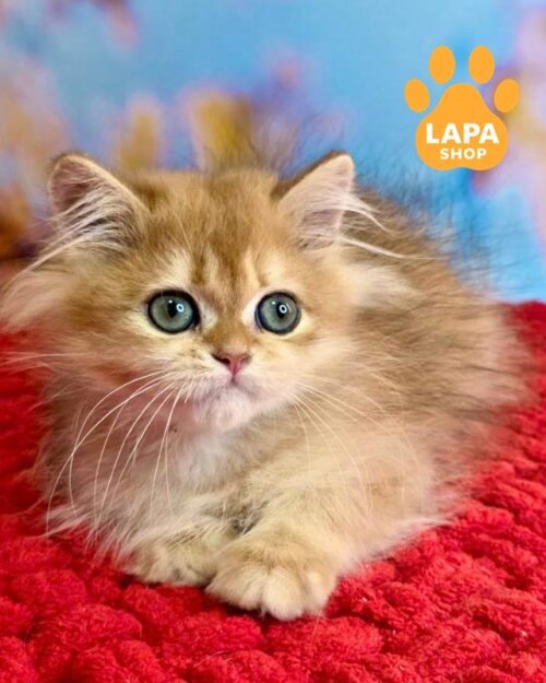 золота британка