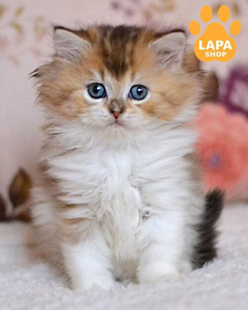 black gold british longhair