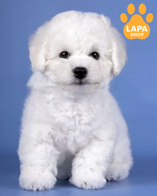 білий бішон фрізе