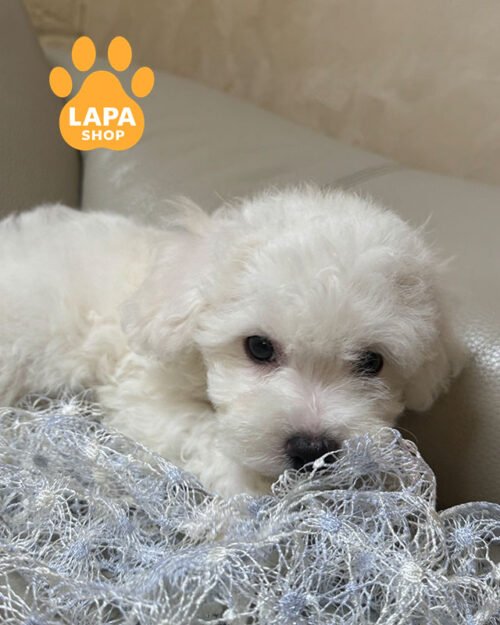 білий бішон фрізе