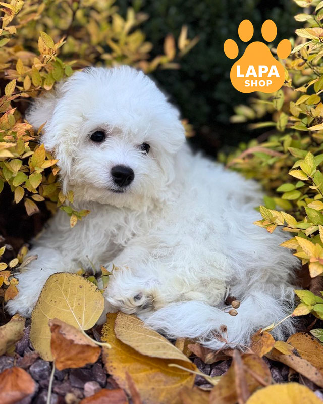 білий бішон фрізе