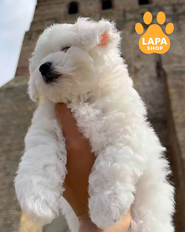 білий бішон фрізе