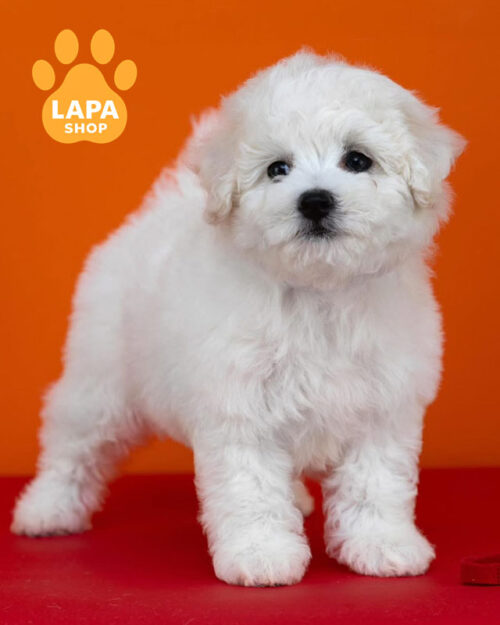 бишон фризе