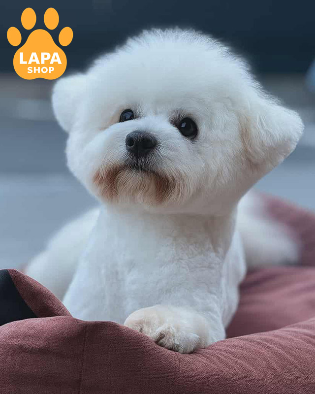 білий бішон фрізе