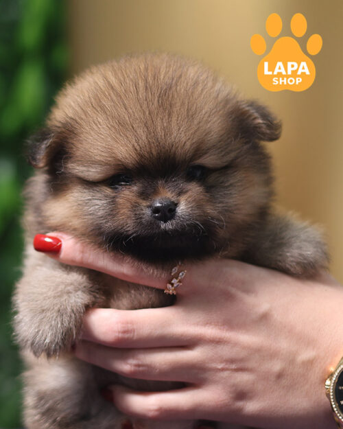 померанський шпіц забарвлення оранж