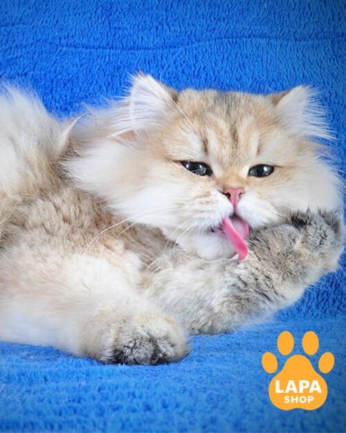 довгошерстий британець