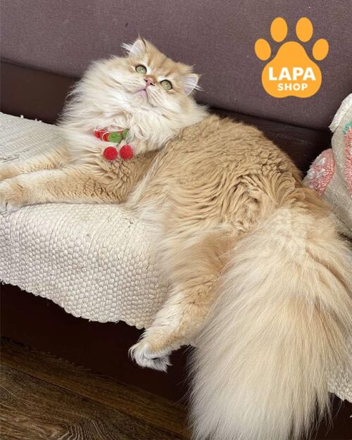 золотий британець