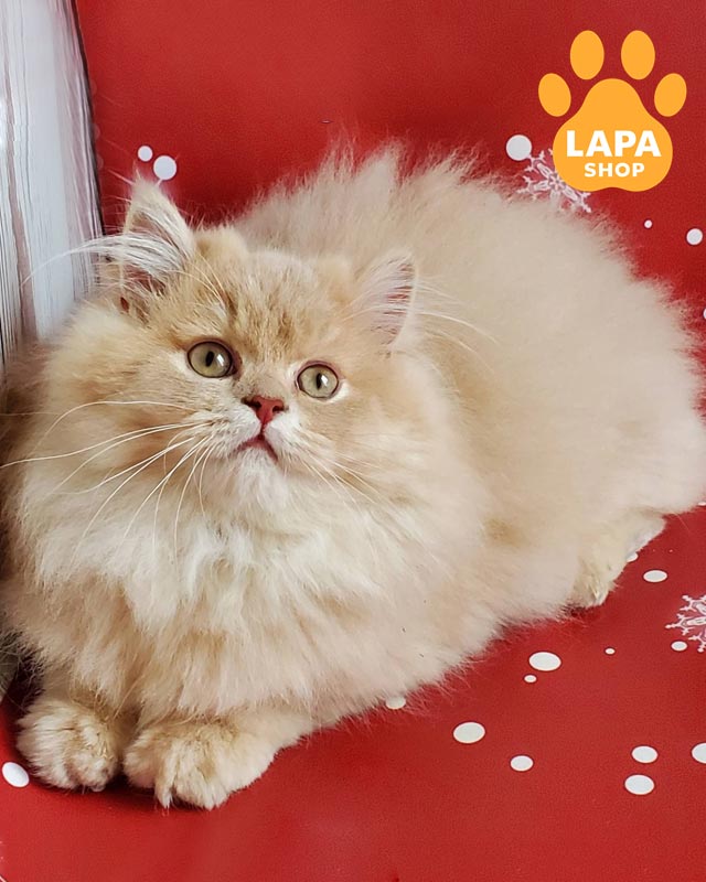 фавнова британка