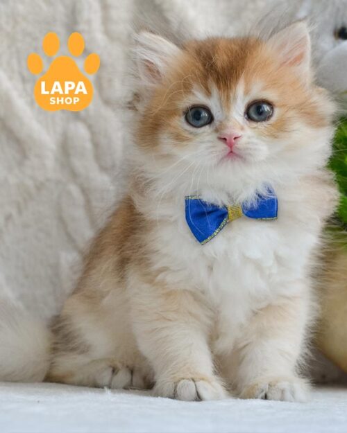 золотий довгошерстий британець