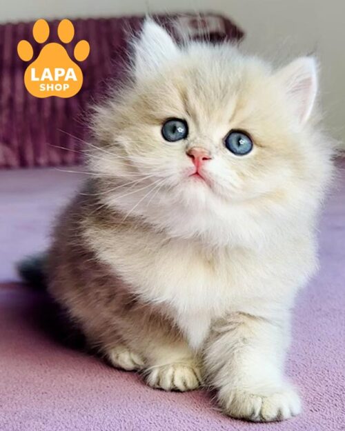 голубо-золотой британец