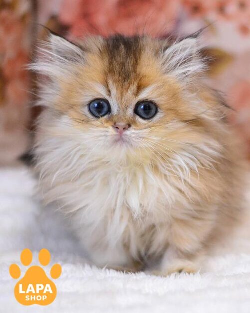 golden British Longhair