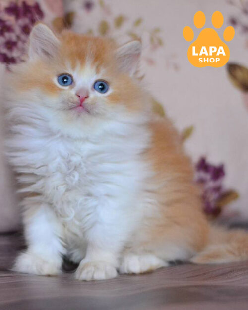 червона золота британська довгошерста