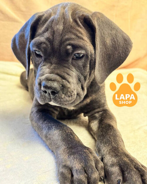 сірий кане корсо