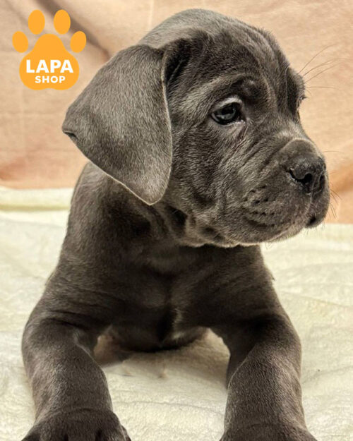 сірий кане корсо