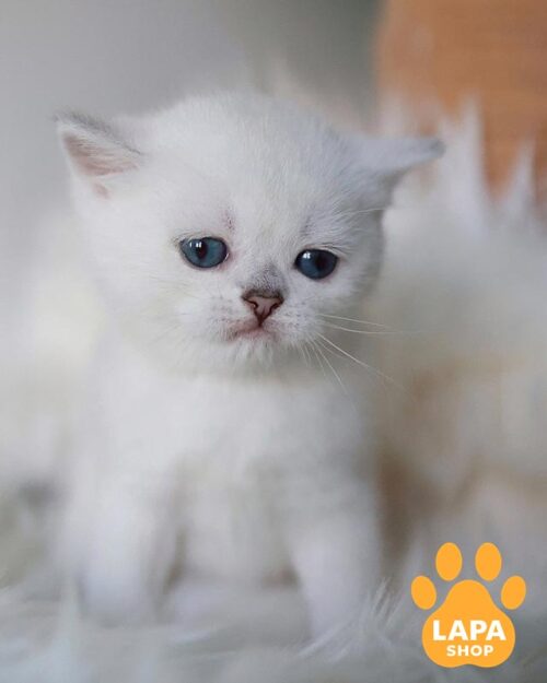 срібляста британка