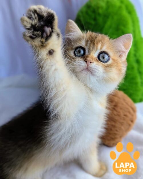 Charming British Handsome Kitten in a Spectacular Golden Fur Coat bri boy3 2