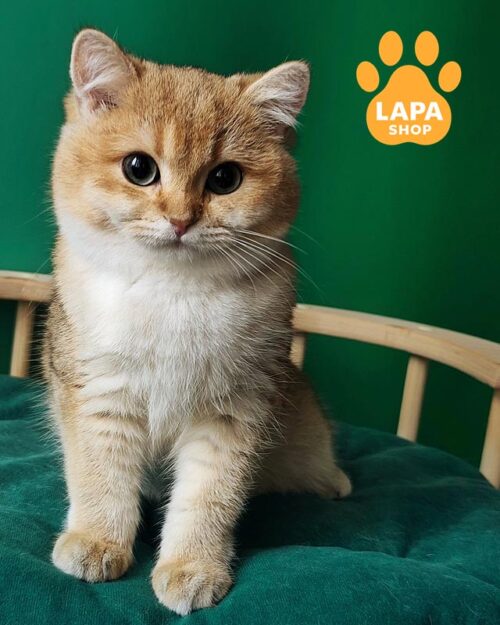 золотий британець