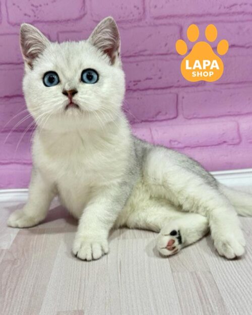 голубоглазый британец