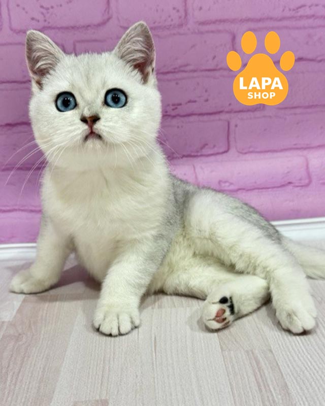 голубоглазый британец