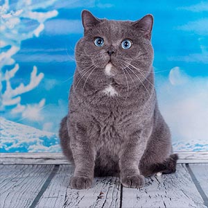 Голубоглазый британский красавчик с роскошным серебристым окрасом Chip bri dad 2