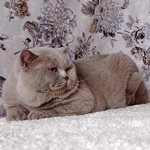 Принц — роскошный британский котенок в эффектной шубке окрасом циннамон bri dad 3