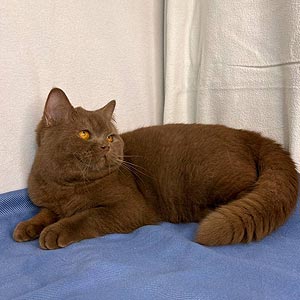 Принц — роскошный британский котенок в эффектной шубке окрасом циннамон bri dad.1jpg