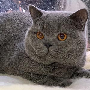 Iris — очаровательный британский котенок с эффектным нежным окрасом bri dad1