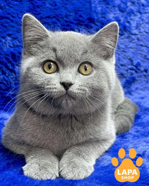 blue British kitty