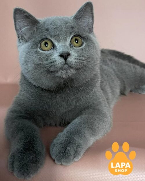 блакитна британська кішка