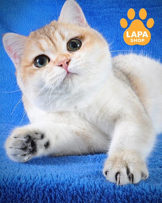 золота британка