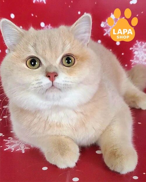 лілово-золотий британець