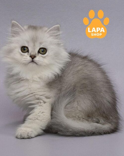 серебристая шотландская кошка