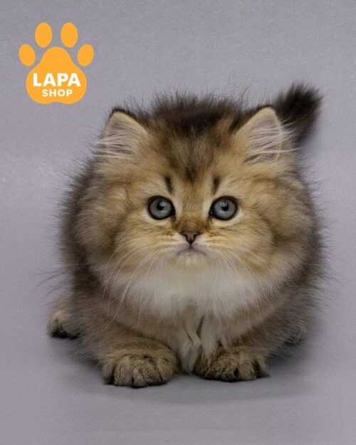 длинношерстная шотландская кошка