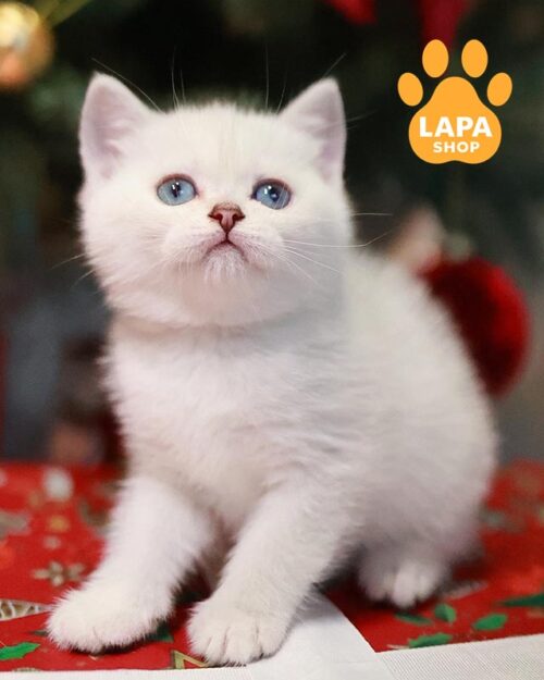 Изящный британский котенок в нежной серебристой шубке