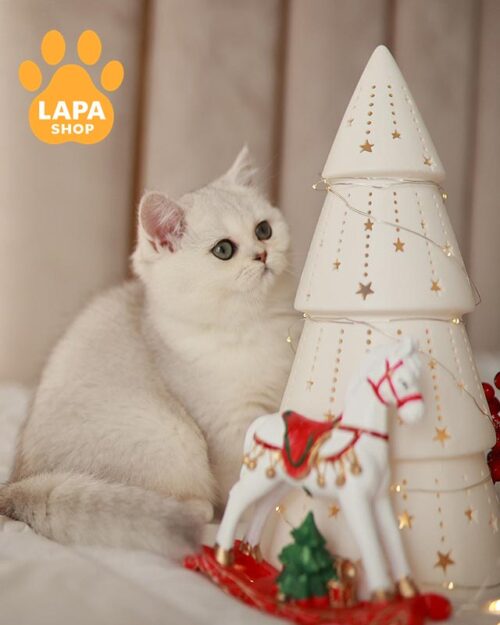 срібляста британська кішка