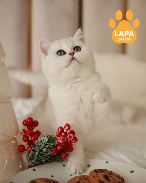 срібляста британська кішка