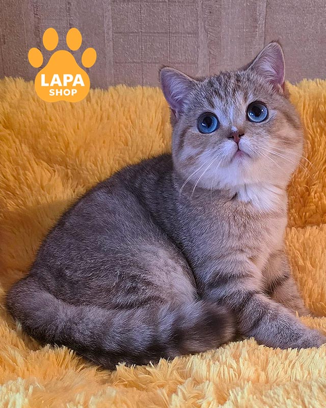 голубоглазая британка <br> <br> <br>