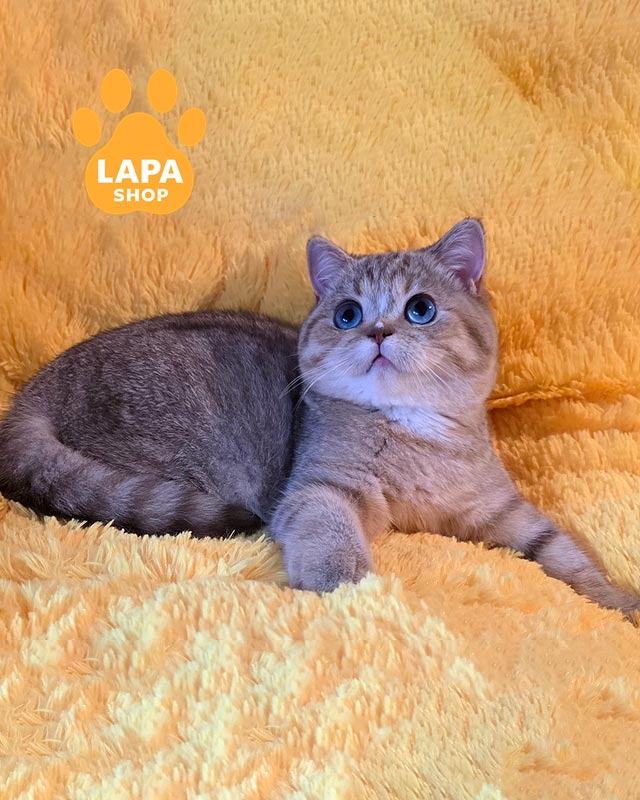 блакитоока британка