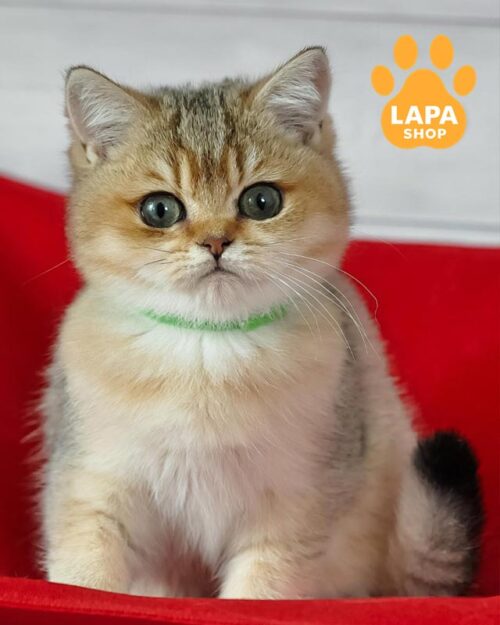 золотая британка