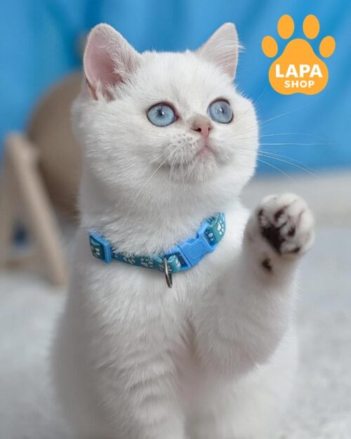 голубоглазый британец