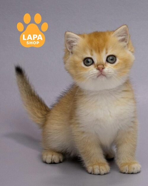 золотая британка