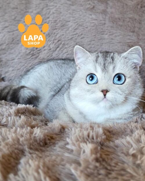 голубоглазая британка <br> <br> <br>