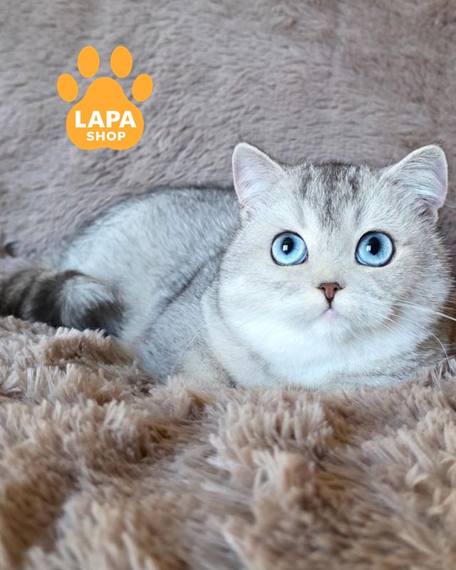 голубоглазая британка <br> <br> <br>