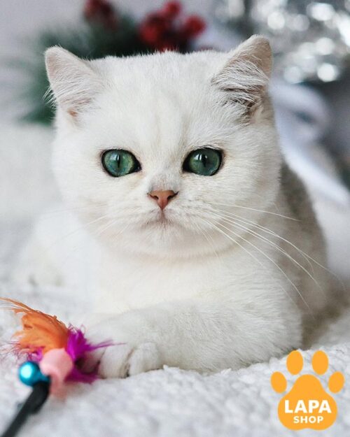 зеленоглазый британец