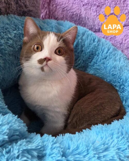 cinnamon-white British