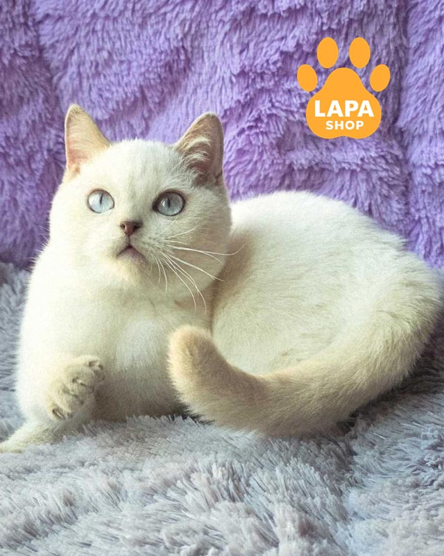 колор поинтовый британец