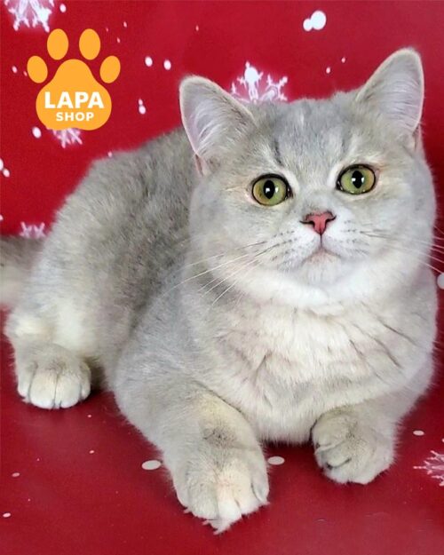 блакитнj-золота британська кішка