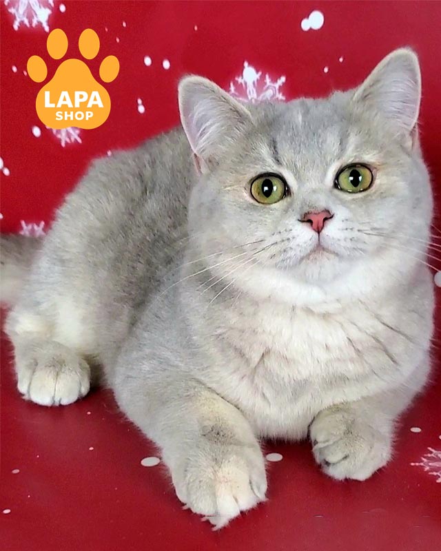 блакитнj-золота британська кішка